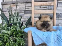 Chase, a male Keeshond for sale in Montgomery, IN – 2 of 3