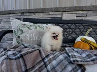 Caleb, a male Pomeranian for sale in Montgomery, IN – 3 of 6