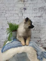 Teddy, a male Keeshond for sale in Montgomery, IN – Photo 2 of 3