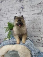Teddy, a male Keeshond for sale in Montgomery, IN – Photo 3 of 3
