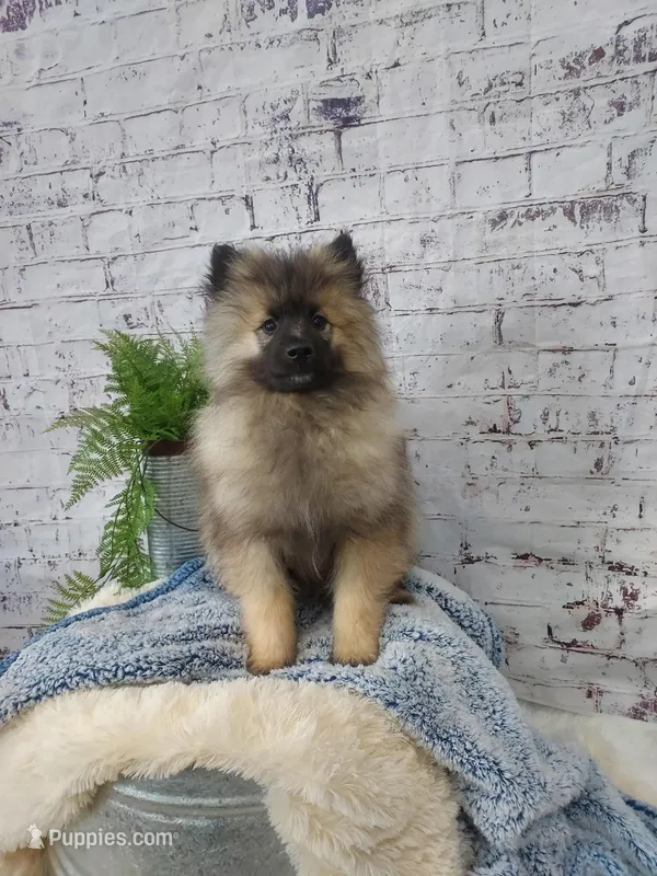 Teddy – Keeshond puppy for sale in Montgomery, IN