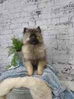 Teddy, a male Keeshond for sale in Montgomery, IN – Photo 1 of 3