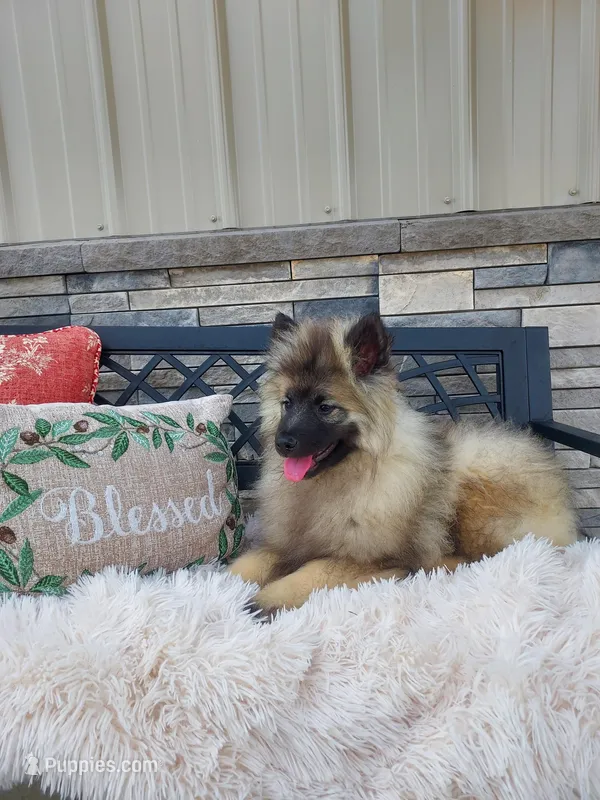 Teddy – Keeshond puppy for sale in Montgomery, IN