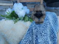 Stanley, a female Keeshond for sale in Montgomery, IN – 2 of 3