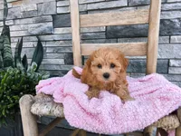 Stella, a female Maltipoo for sale in Montgomery, IN – 3 of 3