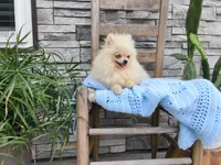 Hunter , a male Pomeranian for sale in Montgomery, IN – 2 of 6