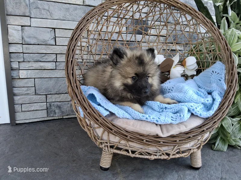 Caleb – Keeshond puppy for sale in Montgomery, IN