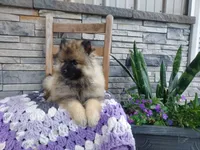 Avery, a female Keeshond for sale in Montgomery, IN – 1 of 3