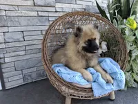 Dexter, a male Keeshond for sale in Montgomery, IN – 7 of 7