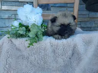 Shanna, a female Keeshond for sale in Montgomery, IN – 3 of 3