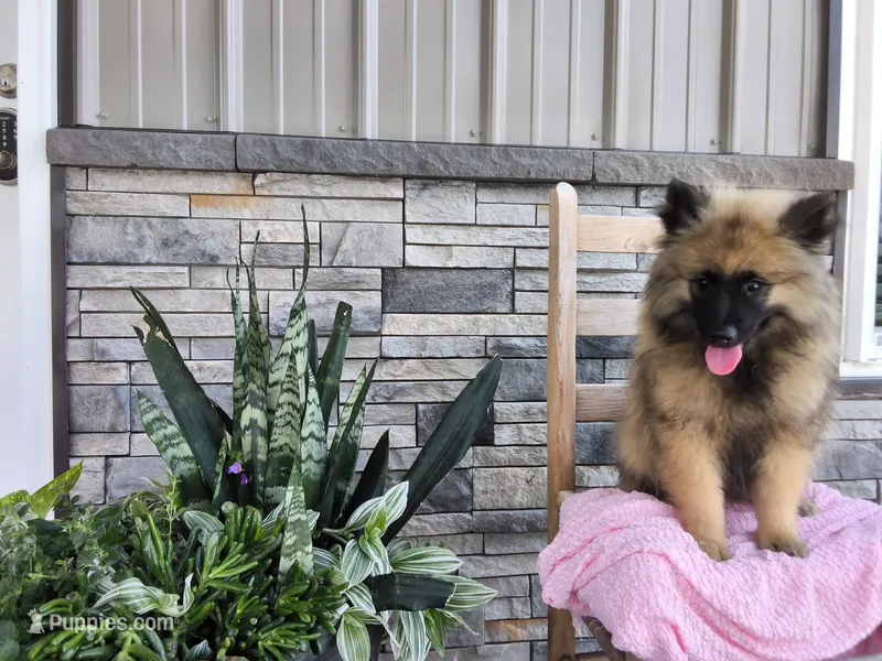 Shannia – Keeshond puppy for sale in Montgomery, IN