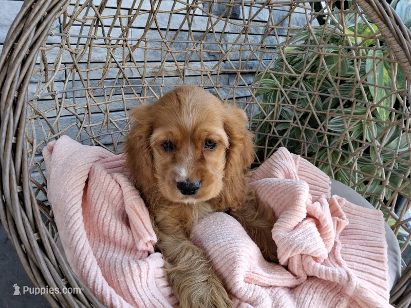 Rita – Cocker Spaniel puppy for sale in Montgomery, IN