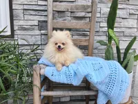 Hunter , a male Pomeranian for sale in Montgomery, IN – 1 of 6