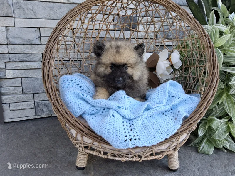 Charlie – Keeshond puppy for sale in Montgomery, IN