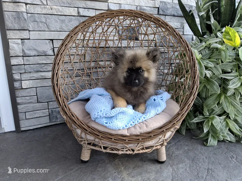 Donnie – Keeshond puppy for sale in Montgomery, IN
