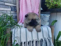Deanna, a male Keeshond for sale in Montgomery, IN – 2 of 3