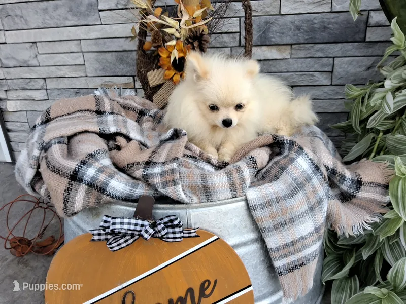 Hunter – Pomeranian puppy for sale in Montgomery, IN