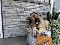 Dexter, a male Keeshond for sale in Montgomery, IN – 3 of 4