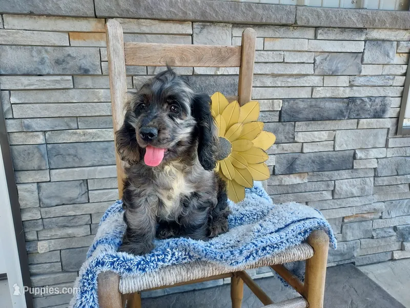Milo – Cocker Spaniel puppy for sale in Montgomery, IN