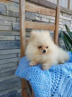 Hunter , a male Pomeranian for sale in Montgomery, IN – 3 of 3