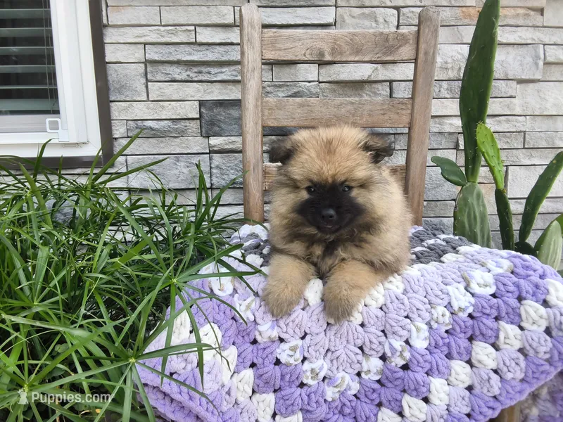 Deanna – Keeshond puppy for sale in Montgomery, IN