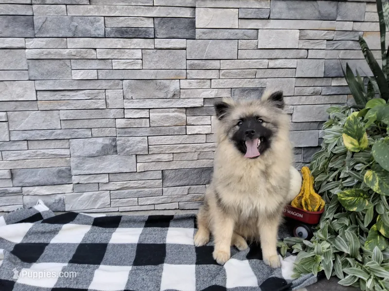 Dianne – Keeshond puppy for sale in Montgomery, IN