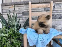 Cole, a male Keeshond for sale in Montgomery, IN – 3 of 3