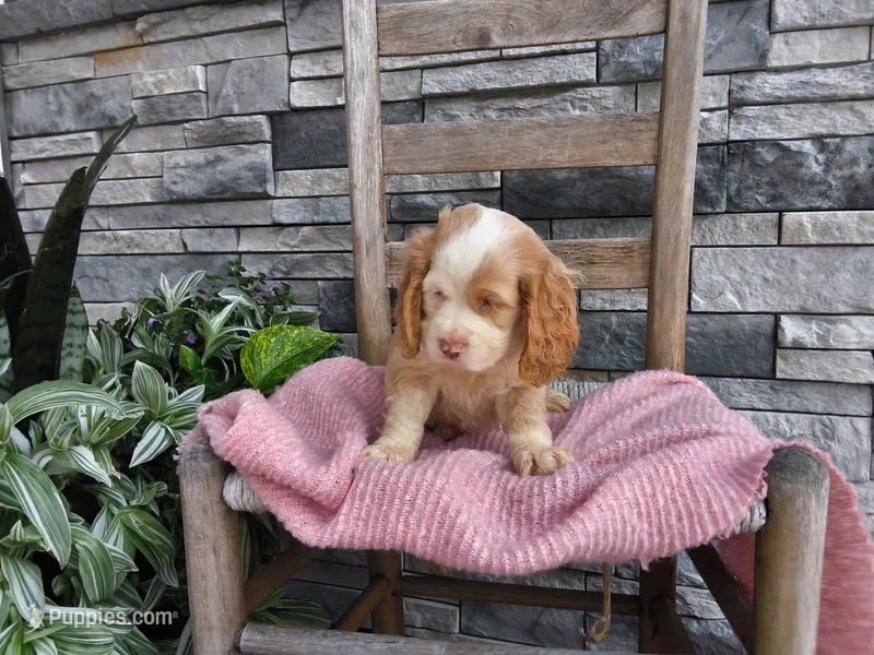Rhonda – Cocker Spaniel puppy for sale in Montgomery, IN
