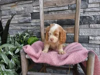 Rhonda, a female Cocker Spaniel for sale in Montgomery, IN – 1 of 2
