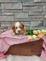 Mary, a female Cocker Spaniel for sale in Montgomery, IN – Photo 3 of 3