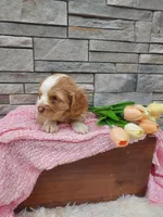 Mary, a female Cocker Spaniel for sale in Montgomery, IN – Photo 2 of 3