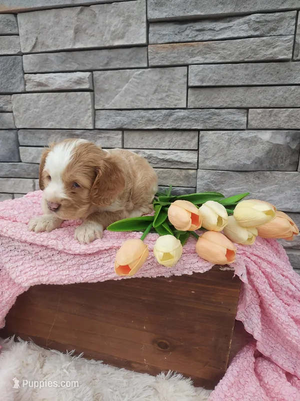 Mary – Cocker Spaniel puppy for sale in Montgomery, IN