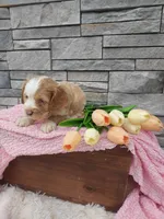 Mary, a female Cocker Spaniel for sale in Montgomery, IN – Photo 1 of 3
