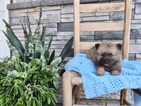 Carson, a male Keeshond for sale in Montgomery, IN – 2 of 3