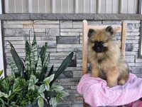 Deanna, a male Keeshond for sale in Montgomery, IN – 5 of 5