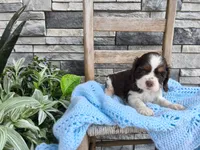 Samuel, a male Cocker Spaniel for sale in Montgomery, IN – 2 of 3