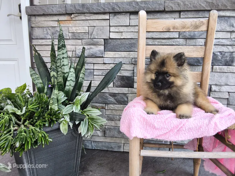 Dinah – Keeshond puppy for sale in Montgomery, IN