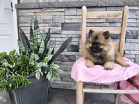 Dinah, a male Keeshond for sale in Montgomery, IN – 1 of 4