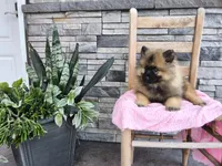 Dinah, a male Keeshond for sale in Montgomery, IN – 3 of 4