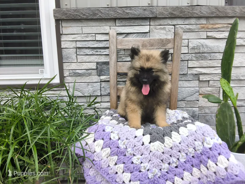 Shannia – Keeshond puppy for sale in Montgomery, IN