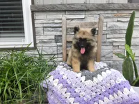 Shannia, a female Keeshond for sale in Montgomery, IN – 1 of 3