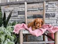 Rita, a female Cocker Spaniel for sale in Montgomery, IN – 2 of 2