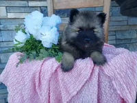 Sheila, a female Keeshond for sale in Montgomery, IN – 1 of 2