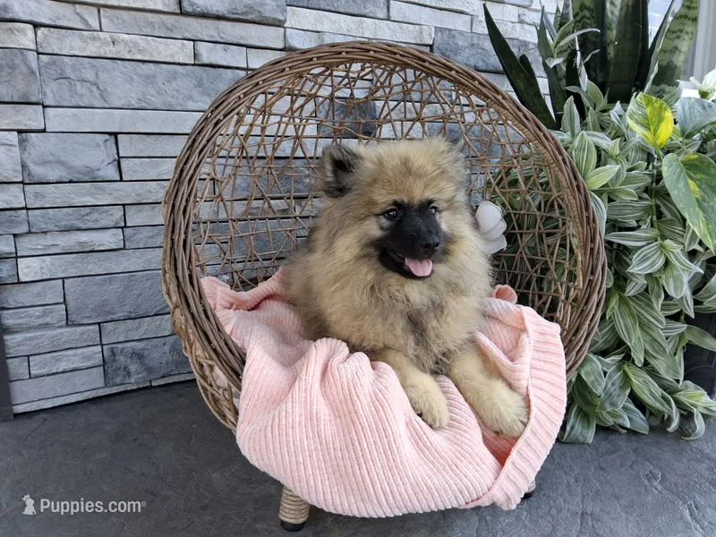 Deanna – Keeshond puppy for sale in Montgomery, IN