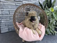 Deanna, a male Keeshond for sale in Montgomery, IN – 1 of 5