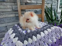 Heidi, a female Pomeranian for sale in Montgomery, IN – 2 of 3