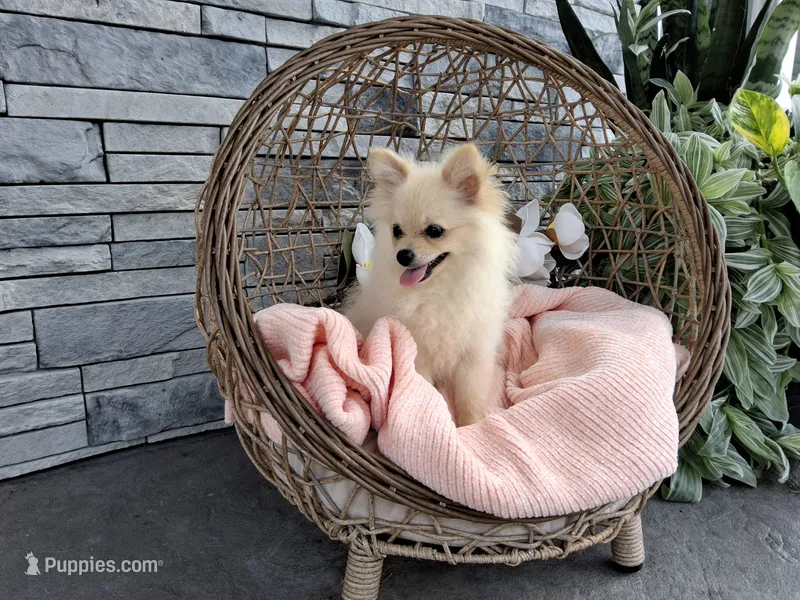 Heidi – Pomeranian puppy for sale in Montgomery, IN