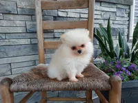 Hunter , a male Pomeranian for sale in Montgomery, IN – 2 of 3