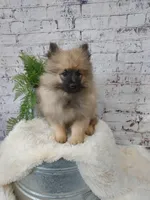 Titus, a male Keeshond for sale in Montgomery, IN – Photo 3 of 3