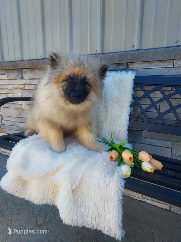Titus – Keeshond puppy for sale in Montgomery, IN